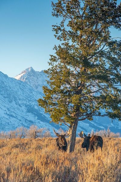 Bull moose vie for dominance at evergreen tree Grand Teton-National Park-Wyoming